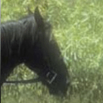 tests/image/horse_bilinear_150x150.png