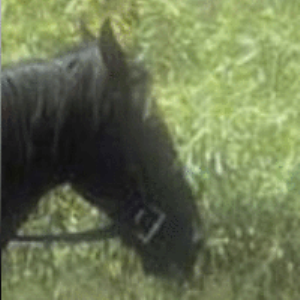 tests/image/horse_bilinear_300x300.png